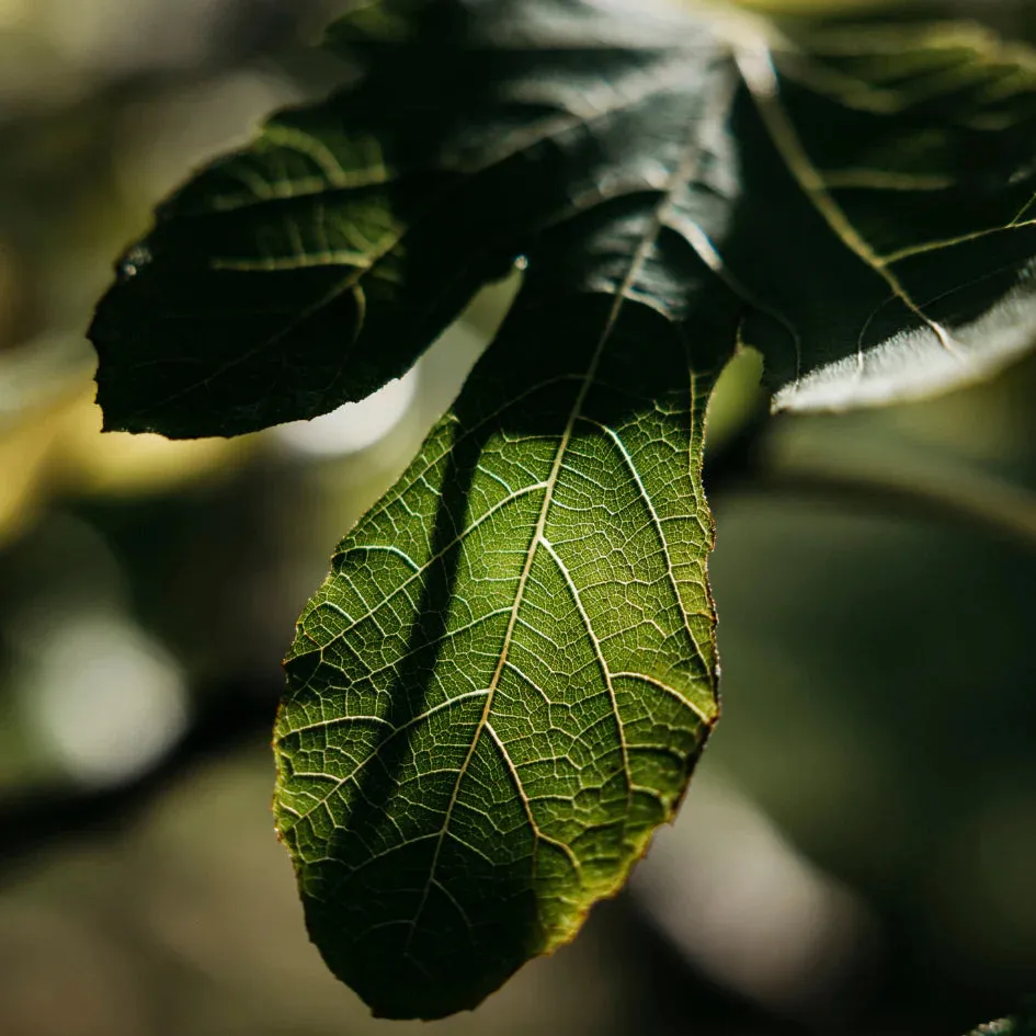 Fig Tree Scented Tealights