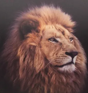 LION CANVAS PRINT 50CM